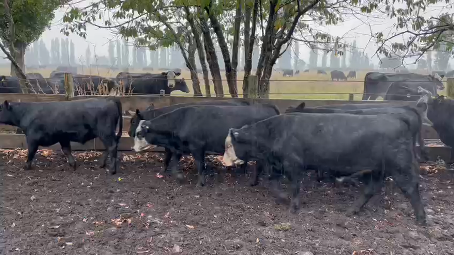 Imagen 2 del Lote Lote 65 Ternero en Los Ángeles, VIII Región Biobío