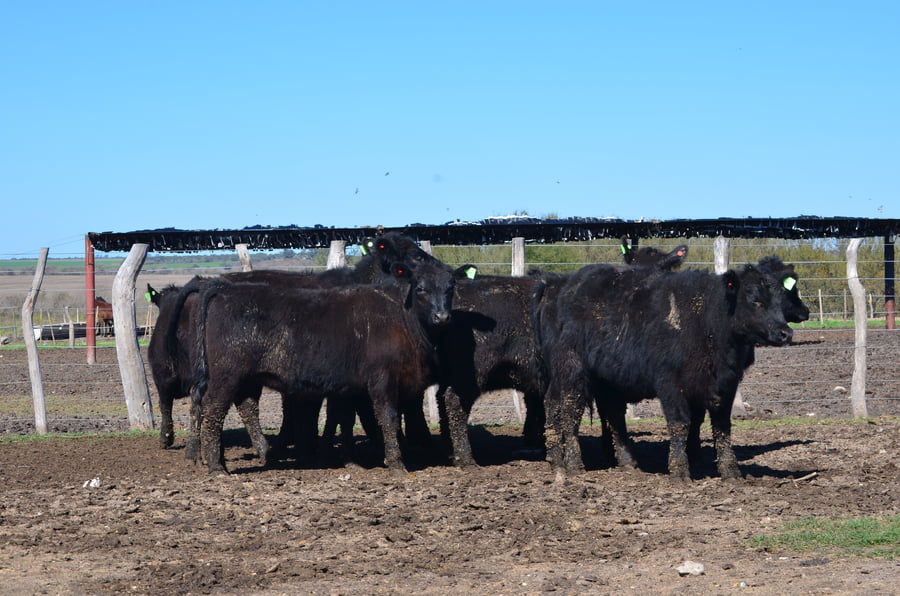 Lote VAQUILLONAS GENERALES PARA SERVICIO DE SERVIS S.A.
