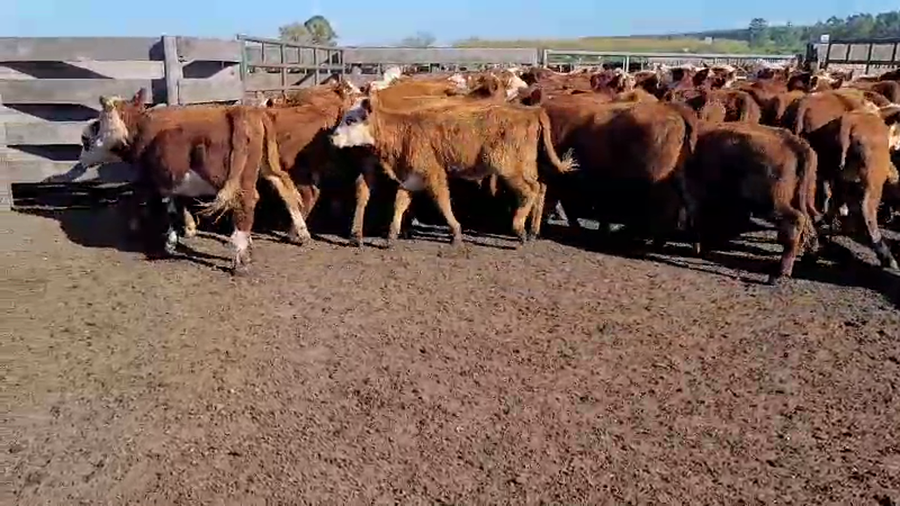 Lote 70 Terneras en Villaguay, Entre Ríos
