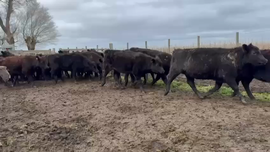 Lote 64 Terneras en Buenos Aires, Tandil