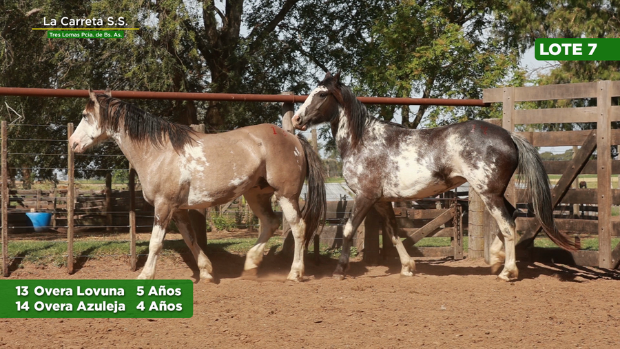 Lote 2 Yeguas