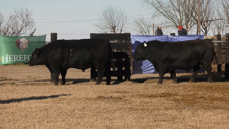 Lote TOROS ANGUS PUROS DE PEDIGREE