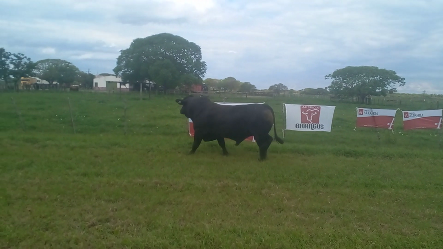 Lote TORO BRANGUS
