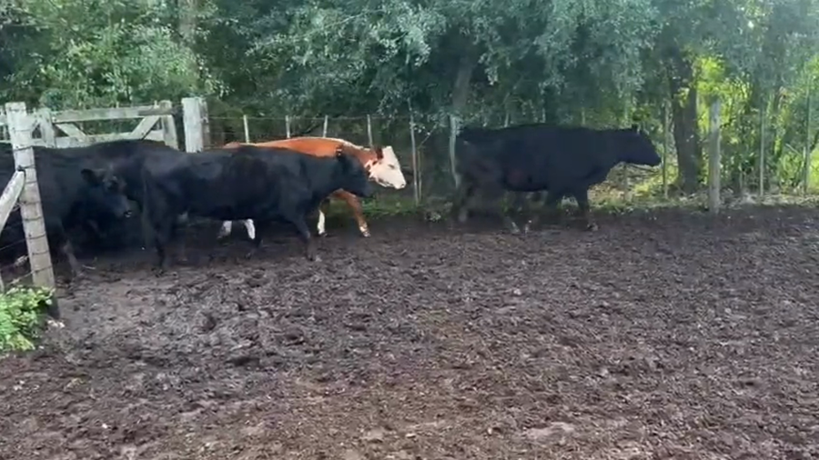 Lote 12 Vacas C/ gtia de preñez