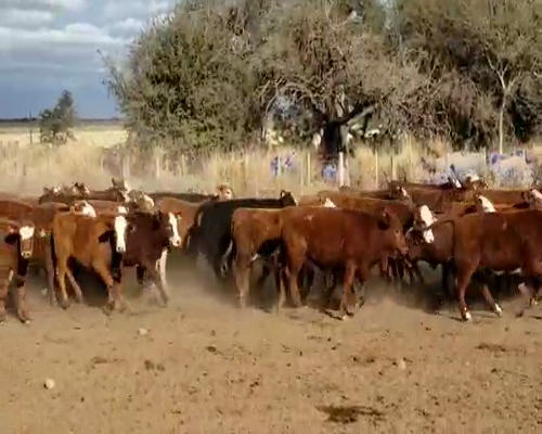 Lote 220 Terneras en San José de La Dormida, Córdoba