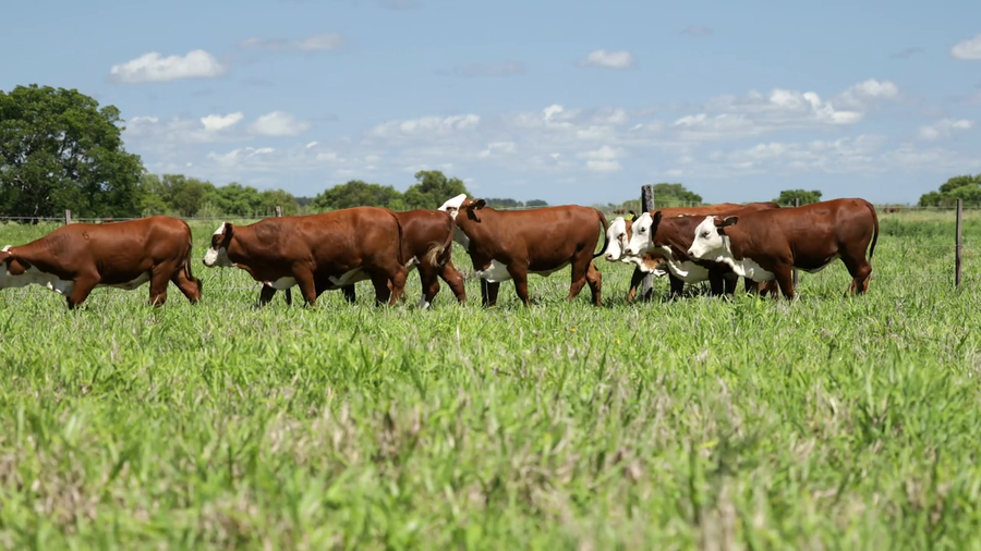 Lote Vaquilla Para Servicio