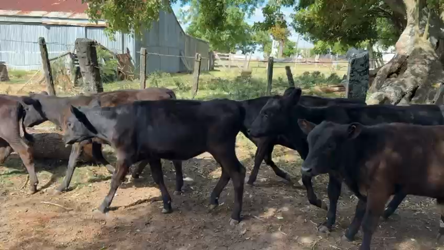 Lote TERNEROS Y TERNERAS