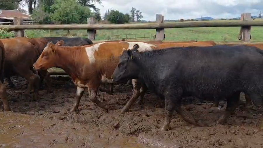 Lote 32 Vaquilla Engorda