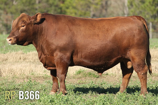 Lote 3 TOROS PUROS DE PEDIGREE