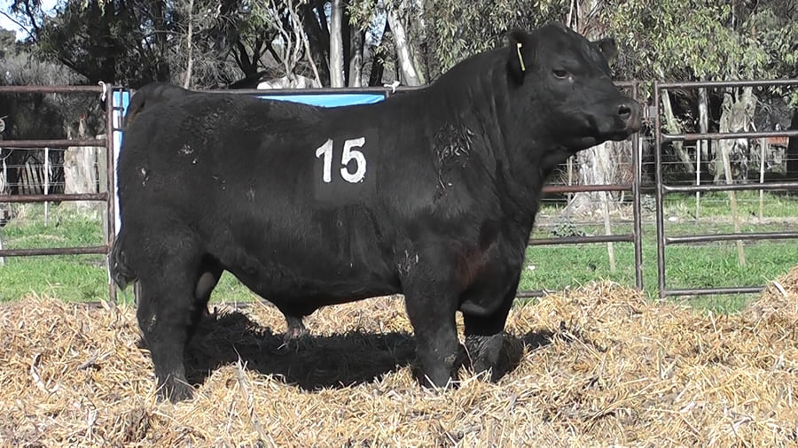 Lote ANGUS PURO CONTROLADO
