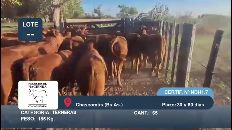 Lote 40 Terneras en Buenos Aires, Chascomús