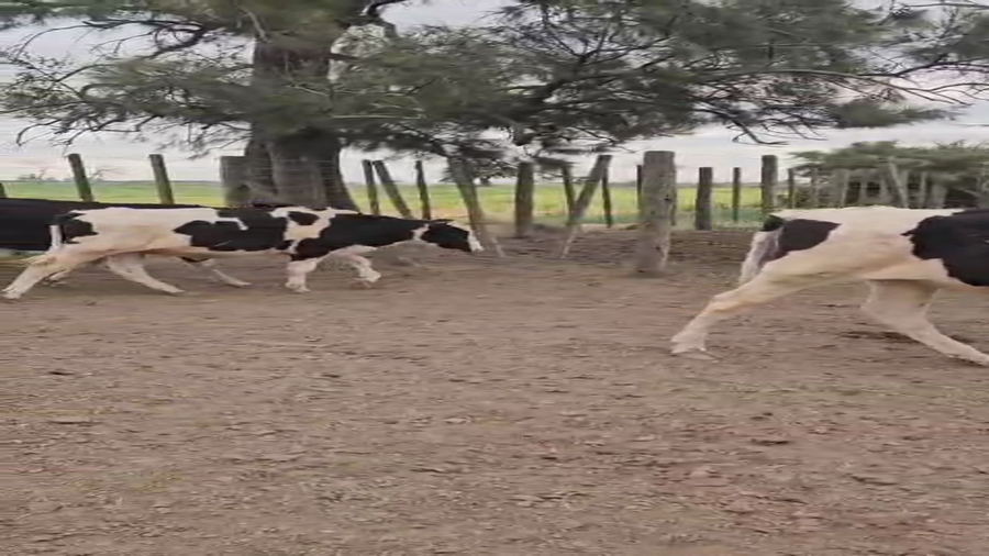 Lote 20 Novillitos Holando Argentino en Palacios, Santa Fe