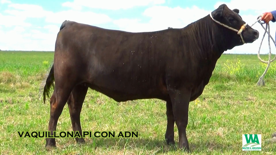 Lote Vaquillonas  a remate en CABAÑA LA PODEROSA, Florida