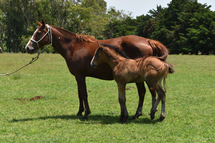 Lote RP 80 - AMISTAD TURENA 80
