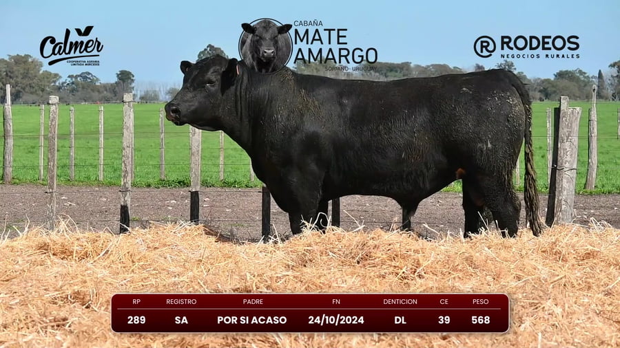 Lote RP 289 SA