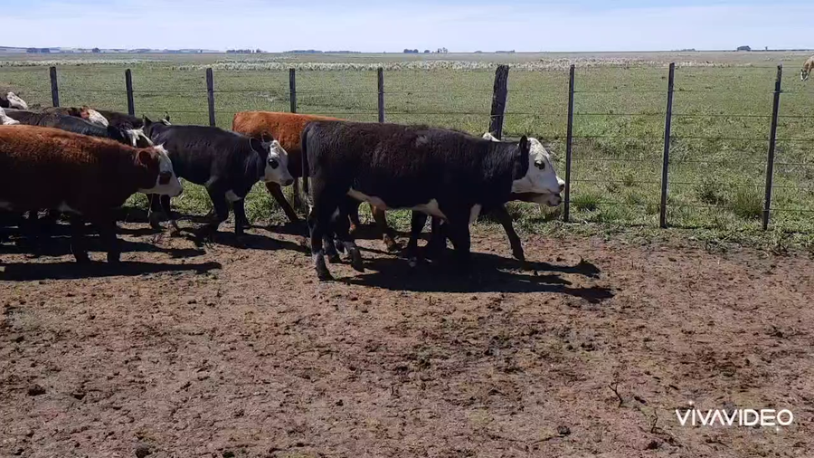Lote 60 Terneras