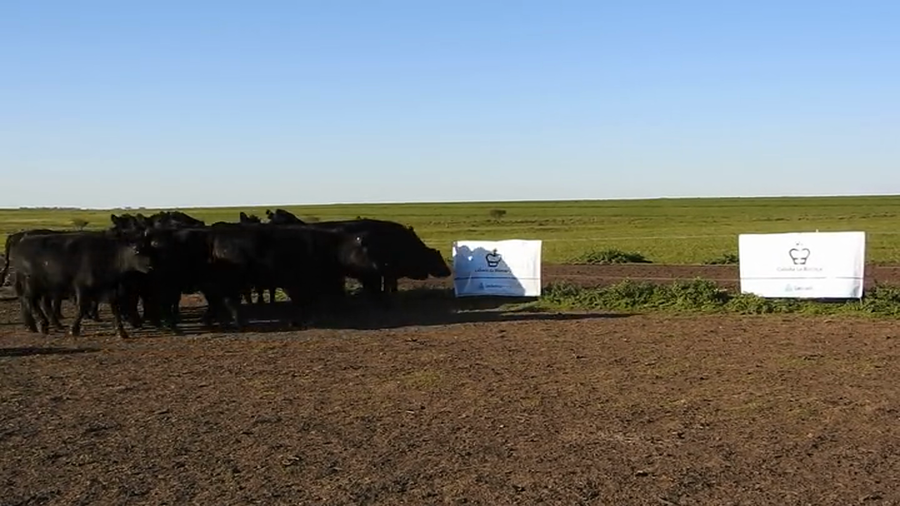 Lote 15 VAQUILLONAS ANGUS MAS