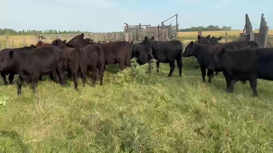 Lote 30 Terneros/as en Buenos Aires, Las Flores