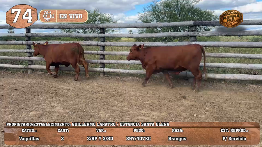 Lote LOTE 74 -EN VIVO