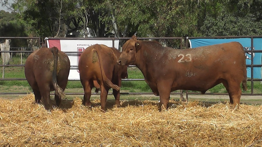 Lote TOROS ANGUS COLORADOS PC