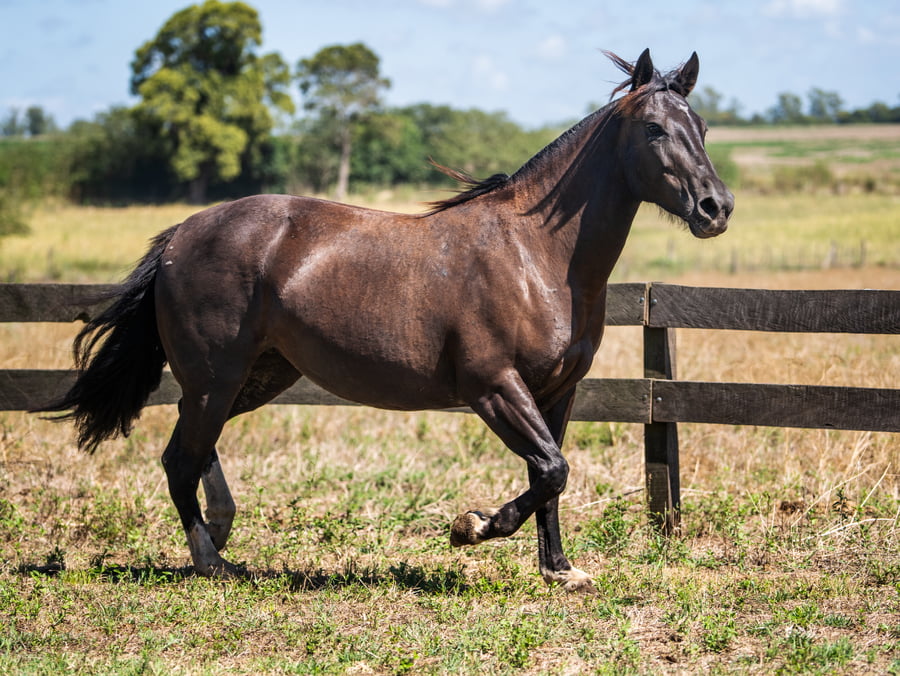 Lote VIRTUD INOCENCIA