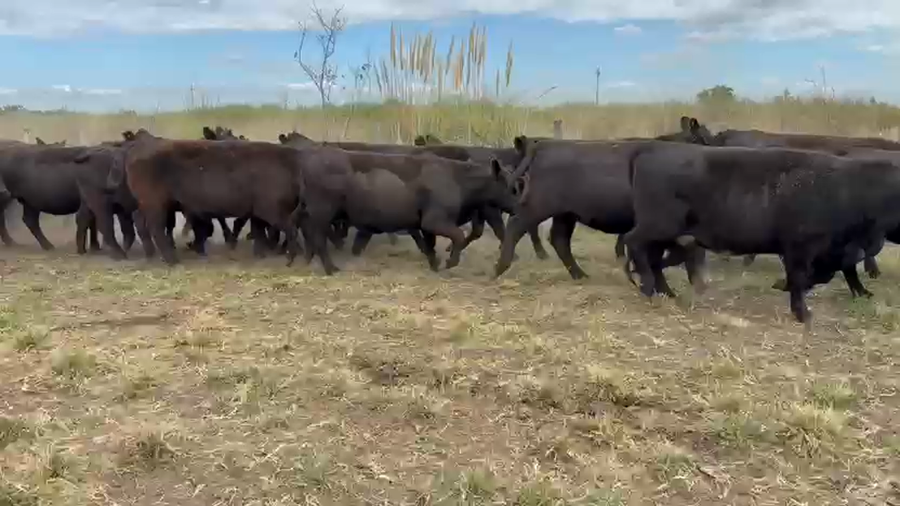 Lote 42 Vaquillonas C/ gtia de preñez en Monte