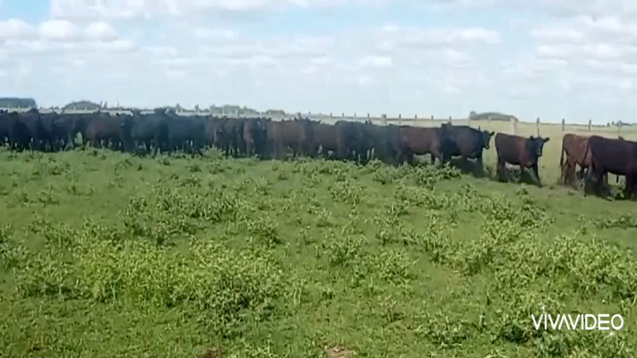 Lote 100 Vaquillonas