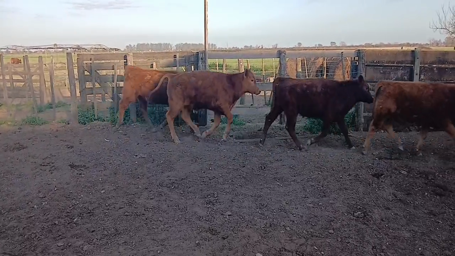 Lote 5 Terneros Angus colorado en Lehmann, Santa Fe