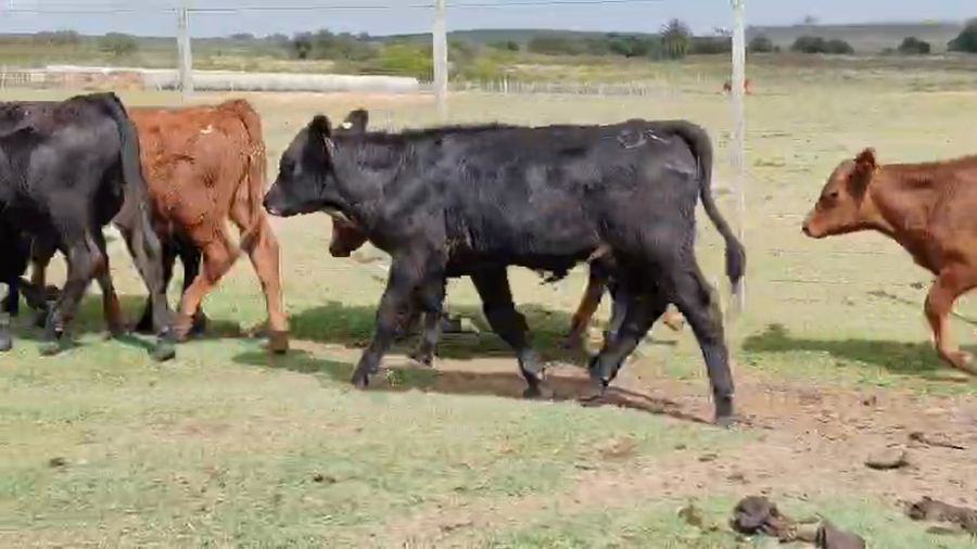 Lote 10 Terneros a remate en Pantalla Camy - Aniversario 31 Años, San José