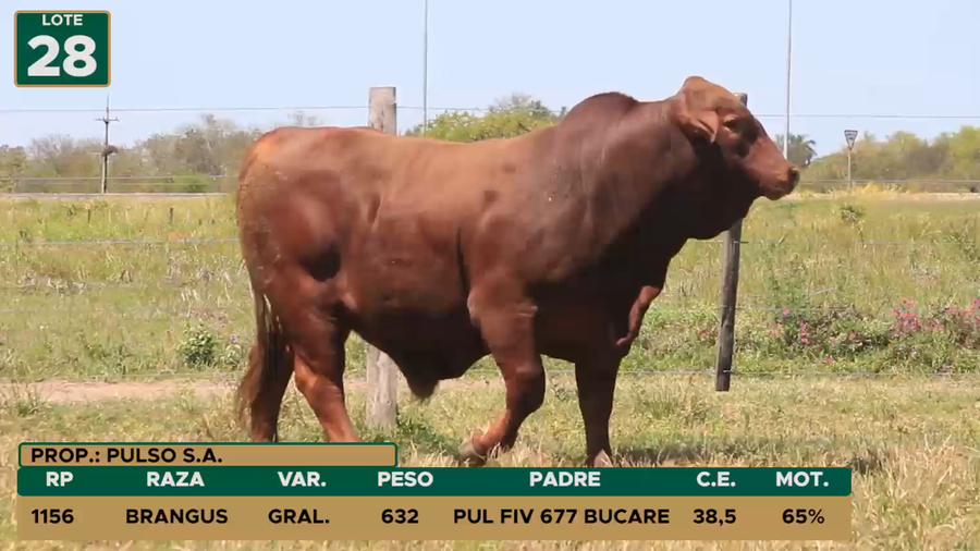 Lote TOROS LOTE 28