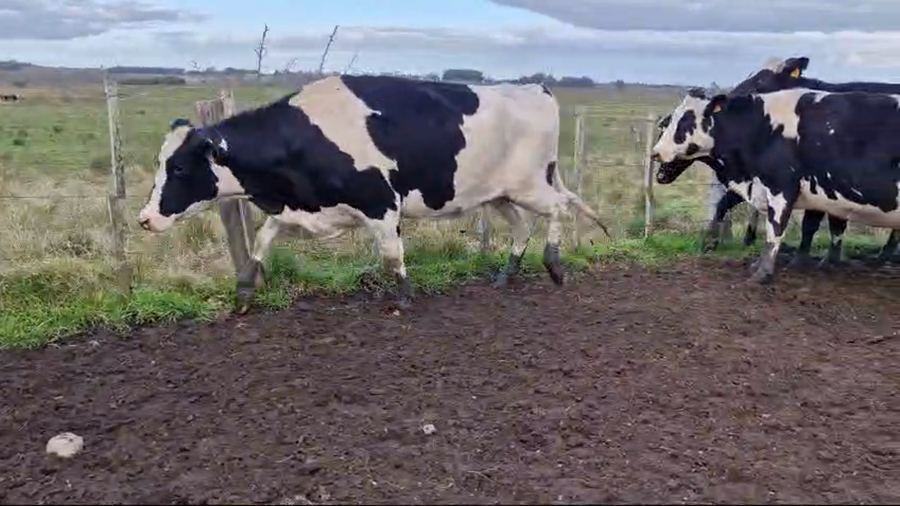 Lote 16 Vaquillonas  Holando a remate en Pantalla Aniversario - Escritorio Camy 550kg -  en Rodriguez