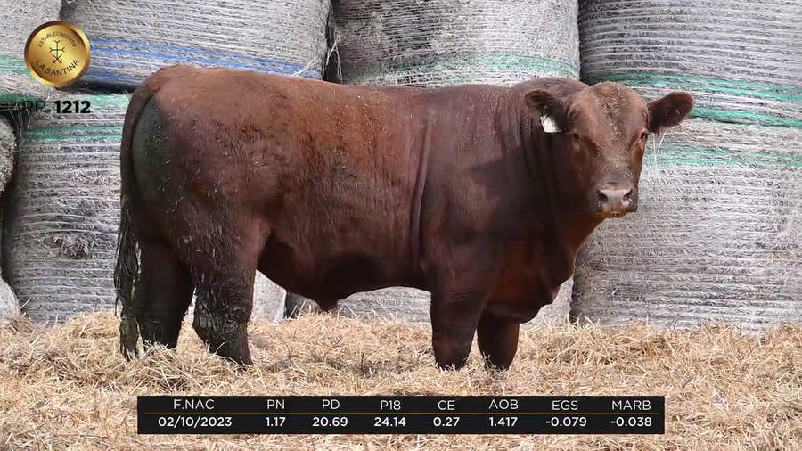 Lote LA SANTINA REPERFILADO 737-1212