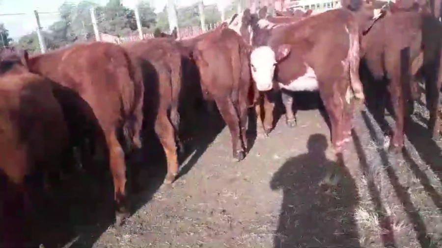 Lote 70 TERNS. HEMBRAS, TANDIL, PCIA. DE BS. AS.