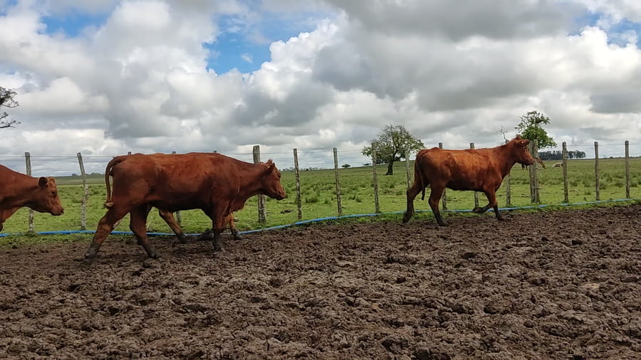 Lote Vacas PO y seleccionadas sin servicio vacías