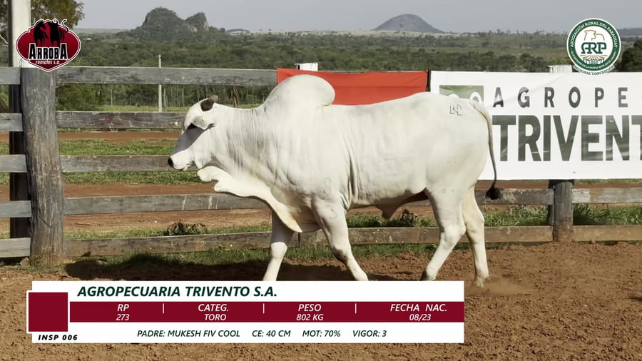 Lote TORO