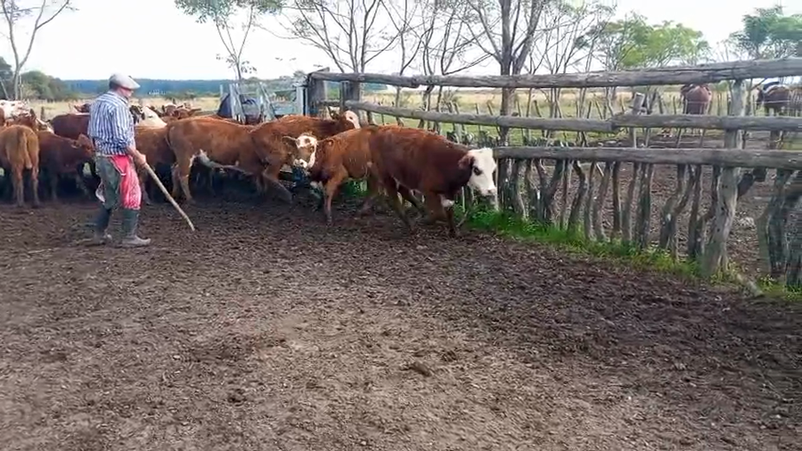 Lote 86 Terneros/as en Corrientes, Mercedes