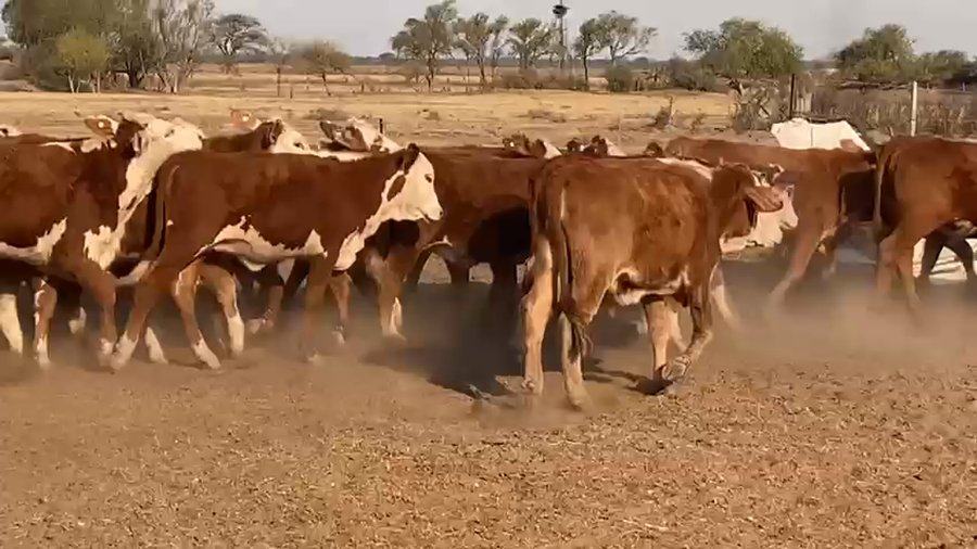 Lote 75 Terneras Braford en Sta. Margarita, Santa Fe