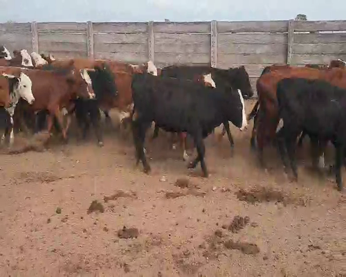 Lote 110 Terneros/as en Tintina, Santiago del Estero