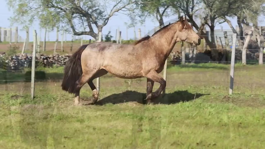 Lote Santa Ines Gauderia