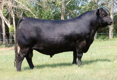 Lote 78 Ternera en Toltén, IX Región Araucanía