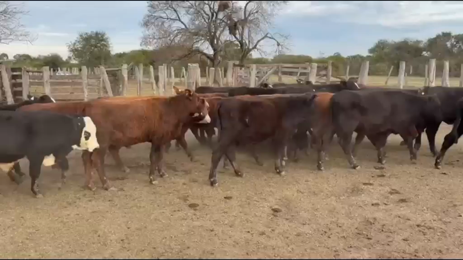 Lote 65 Terneros
