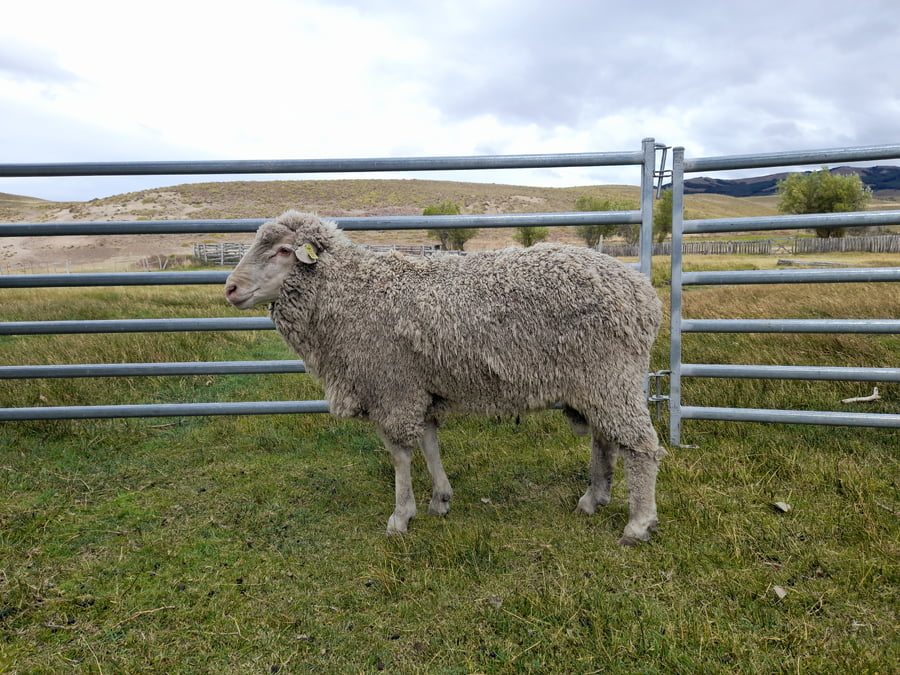 Lote Carnero TOP A, 19-0857