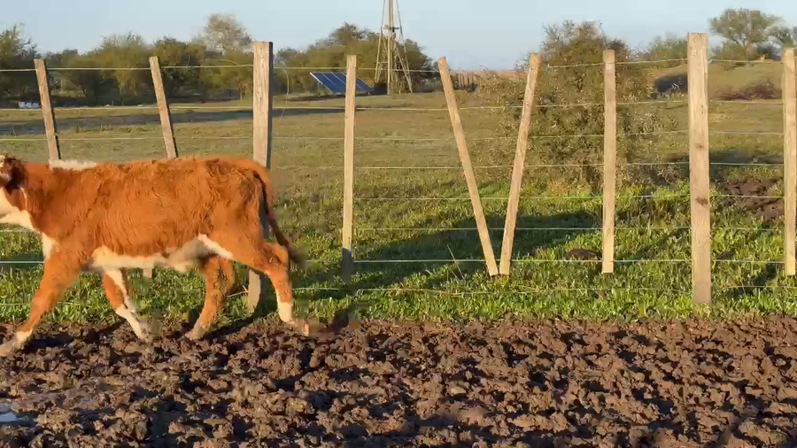 Lote 50 Terneros/as en Corrientes, Paso de Los Libres