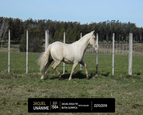 Lote JAGUEL UNANIME
