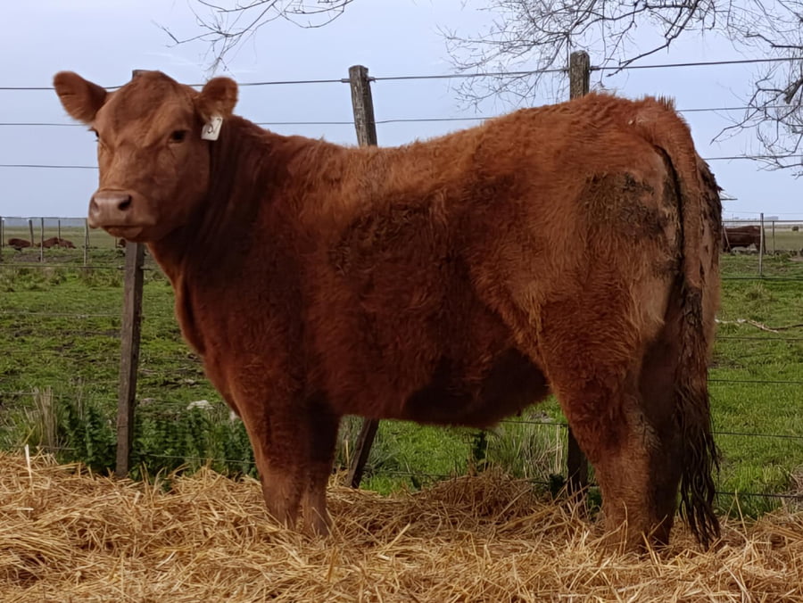 Lote VAQ PP para servicio