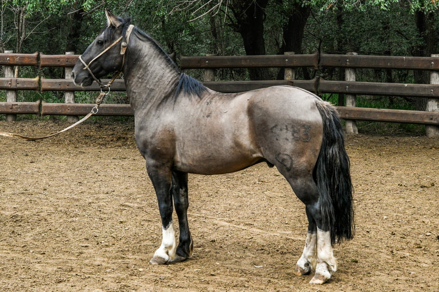 Lote TINAJERA MAZORQUERO