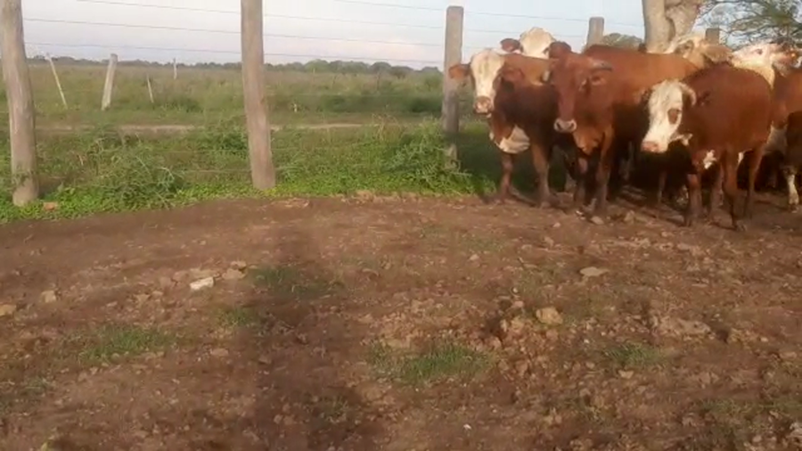 Lote 40 Novillos en Empedrado, Corrientes