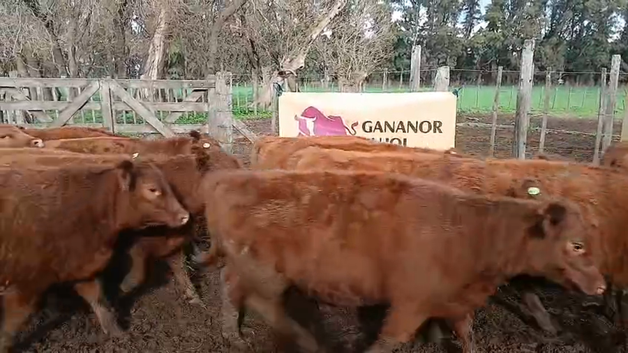 Lote 55 Vaquillonas en Buenos Aires, Los Toldos