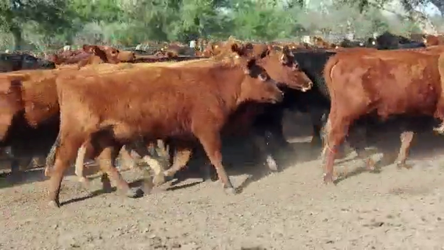 Lote 140 Vaquillonas C/ gtia de preñez en Villaguay, Entre Ríos