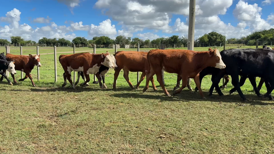 Lote TERNERAS
